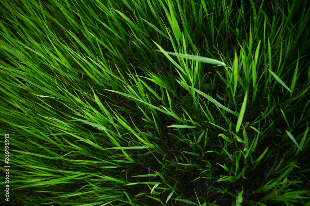 Summer grass background Summer grass background