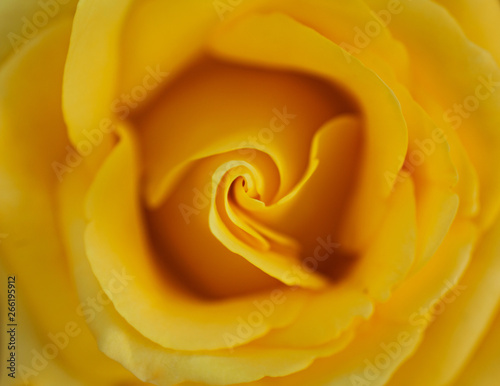 Closeup yellow rose background