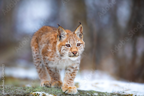 Beautiful eurasian lynx cub play in the forest at early winter photo