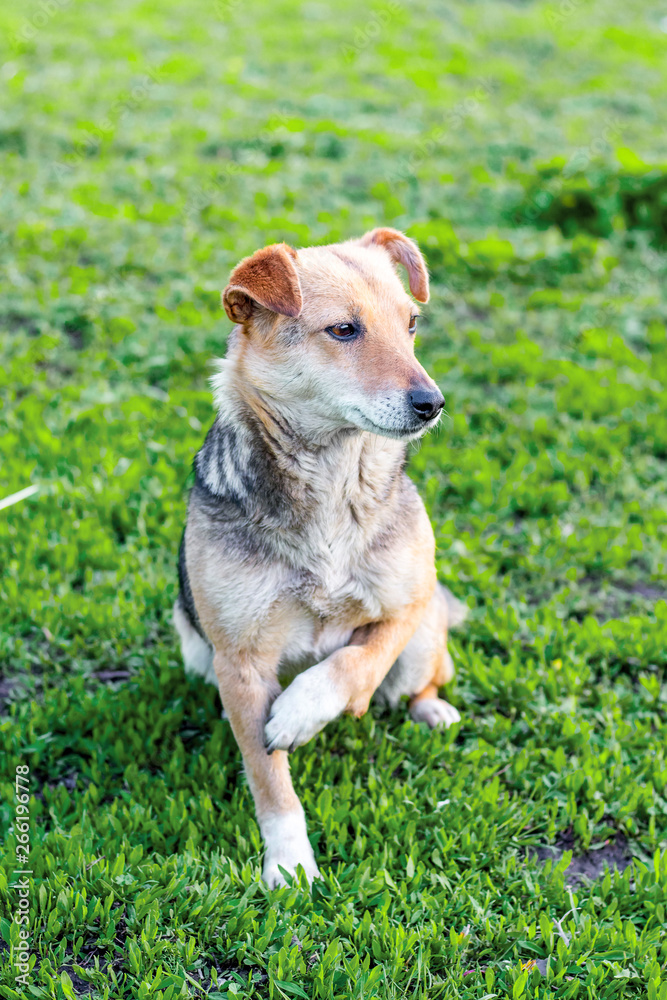 A small dog with a broken paw sits on the grass. Vertical format_