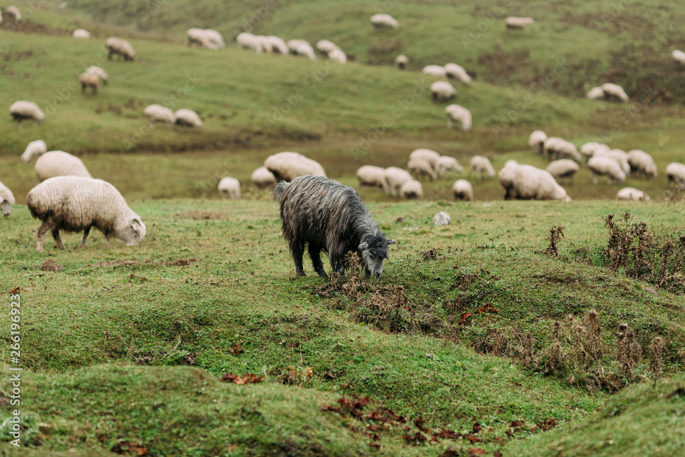 herd of sheep grazing on green meadows in the mountains of the Caucasus - obrazy, fototapety, plakaty 
