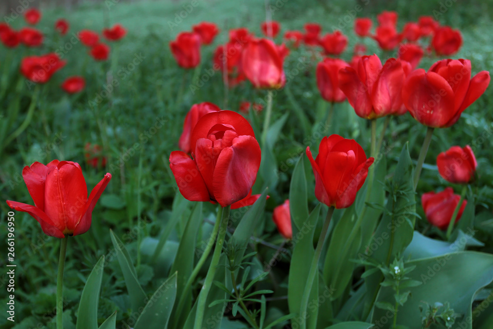 Many red tulips on a flower bed in spring bloom. A bud of a red flower looks beautiful when there is a lot of it. Many red tulips on a flower bed in spring bloom. A bud of a red flower looks beautiful when there is a lot of it.
