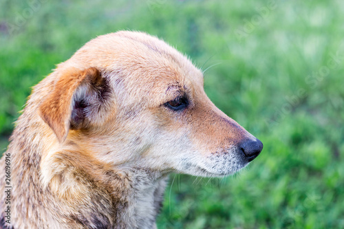 Portrait of a close-up dog in a profile against a background of green grass_