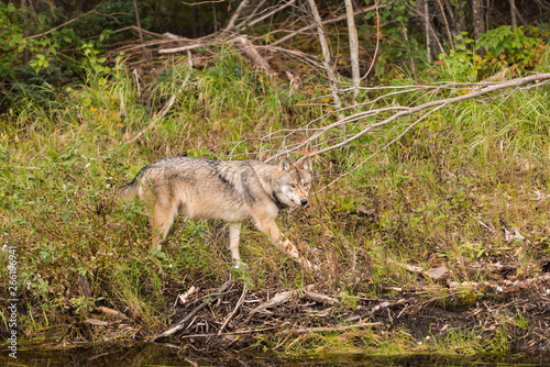Canadian wolf in the wild.