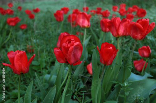 Many red tulips on a flower bed in spring bloom. A bud of a red flower looks beautiful when there is a lot of it.