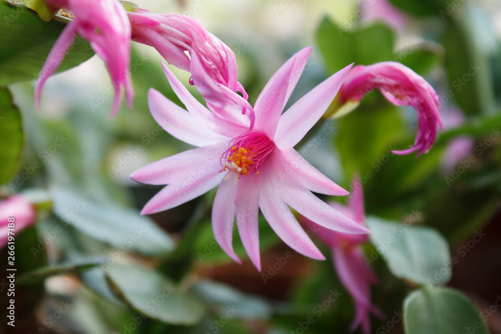 pink flower with sharp petals in the garden pink flower with sharp petals in the garden