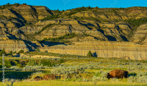 Bison grazing in a field with beautiful mountains behind.  