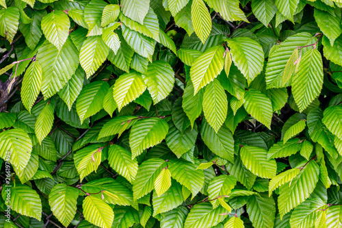 The texture of fresh light green leaf hornbeam in sunny weather_