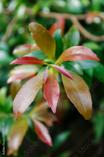 colored leaves of young trees close-up
