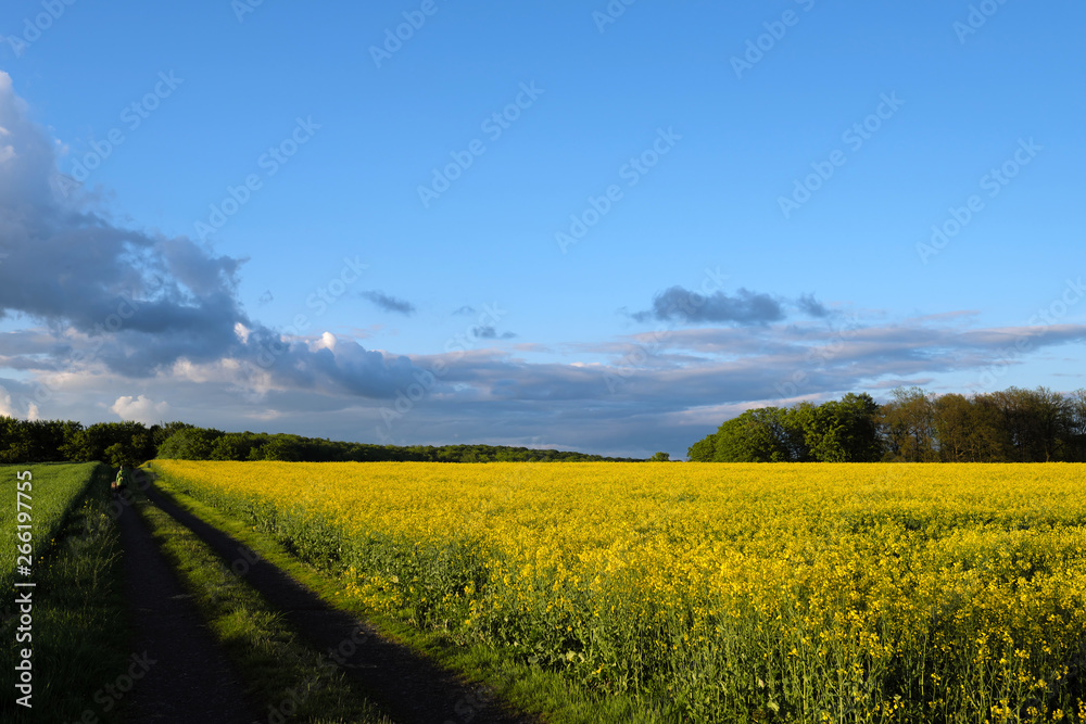 Rapsfeld und blauer Himmel und aufgelockerte Bewölkung - Stockfoto