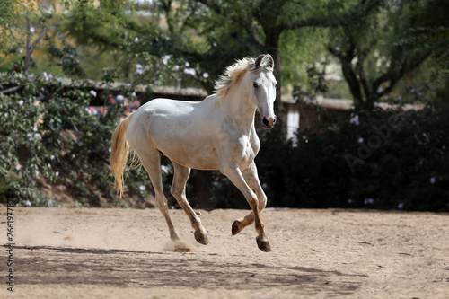Foto marwari horse in the field