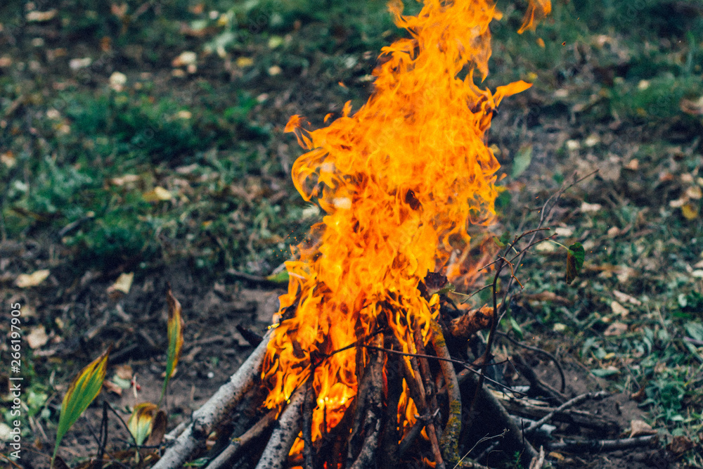 Bonfire in the forest is a dangerous situation Bonfire in the forest is a dangerous situation