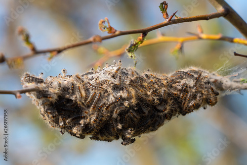 Caterpillar larvae, Brown tail caterpillars on tree photo