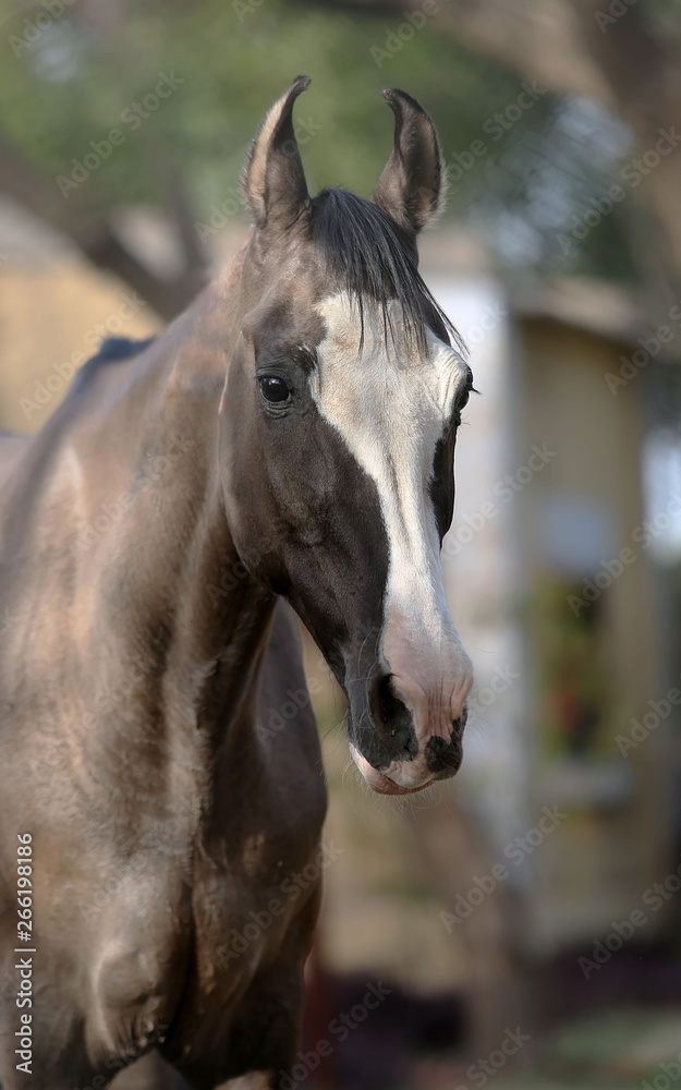 portrait of a marwari horse