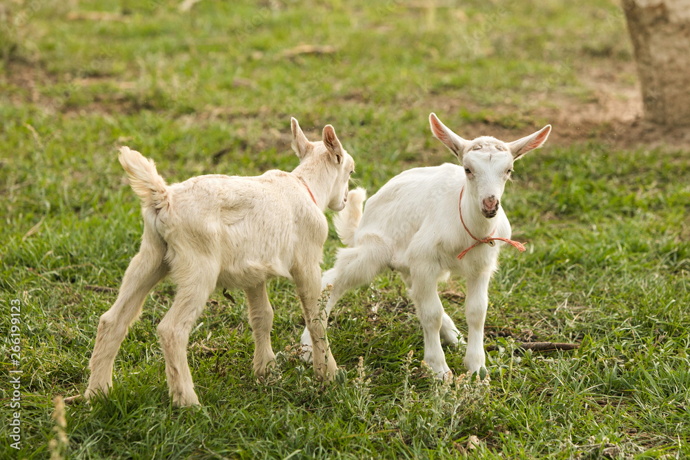 Group of baby goats on a farm