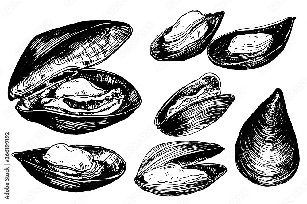Hand drawn mussels