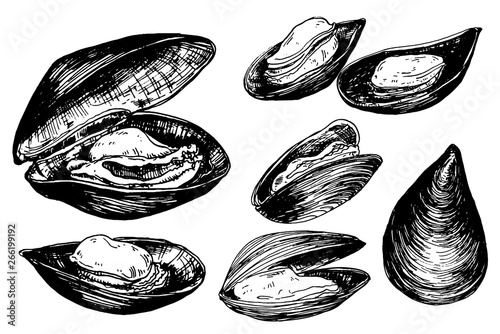 Hand drawn mussels