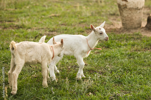 Group of baby goats on a farm