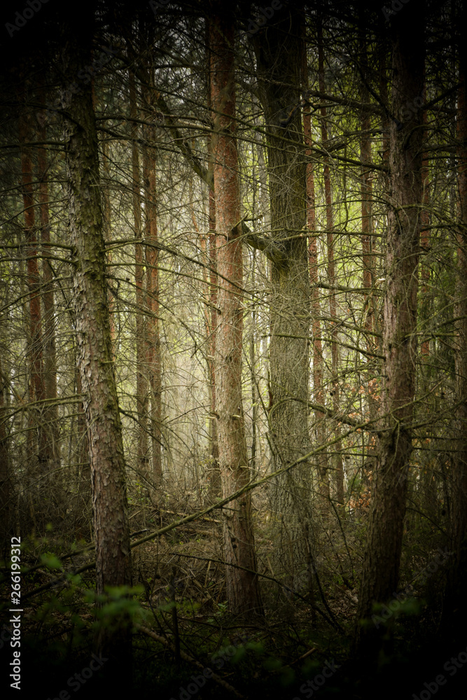 Fototapeta premium leśny klimat