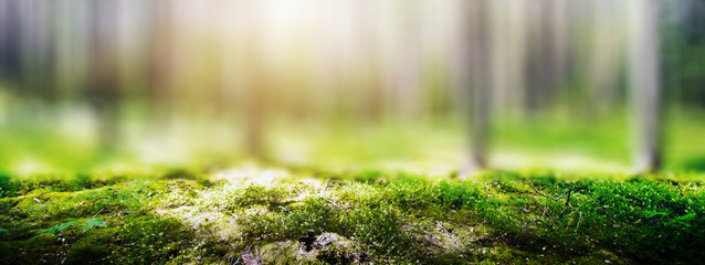Wild forest panorama