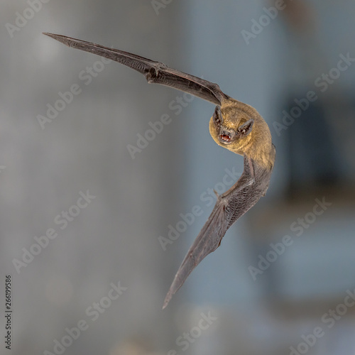 Obraz na płótnie Flying pipistrelle bat trigger flash