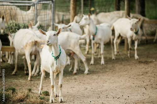 Fototapeta Naklejka Na Ścianę i Meble -  Mother and Baby goats on a Farm in the spring