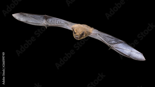 Flying Pipistrelle bat isolated on black background