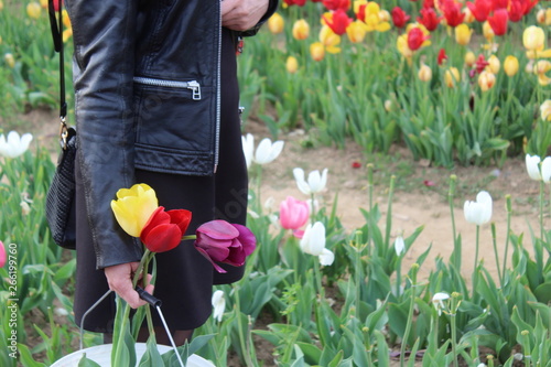 donna con i tulipani colorati photo