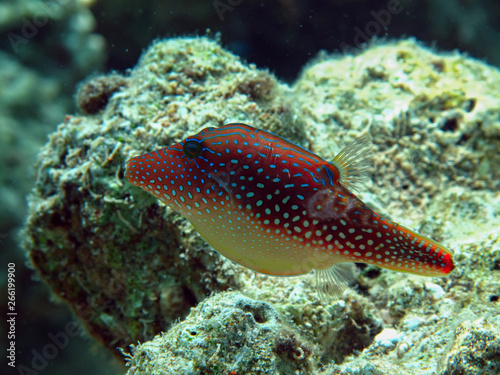 Red Sea Toby ( Canthigaster margaritata) Taken in Red Sea, Egypt. 