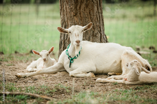 Fototapeta Naklejka Na Ścianę i Meble -  Mother and Baby goats on a Farm in the spring