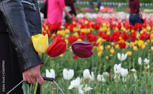 donna con i tulipani colorati photo