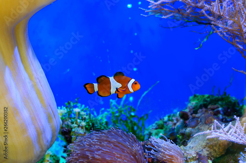 Orange nemo clownfish in a beautiful sea aquarium.
