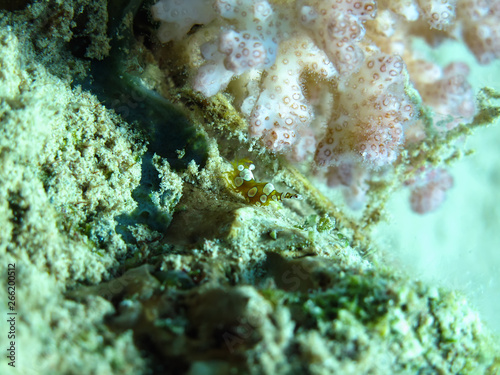 Squat Shrimp (Thor Amboinensis). Taken in Red Sea, Egypt. 