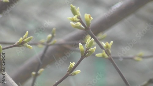 Spring has come, but a cold snap has come, a cold wind is blowing and white snow flakes are falling on the green buds. 
