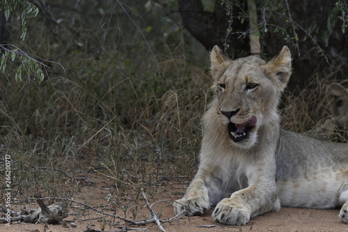 Lion d Afrique