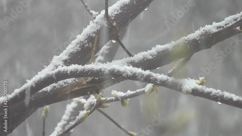 Spring has come, but a cold snap has come, a cold wind is blowing and white snow flakes are falling on the green buds.