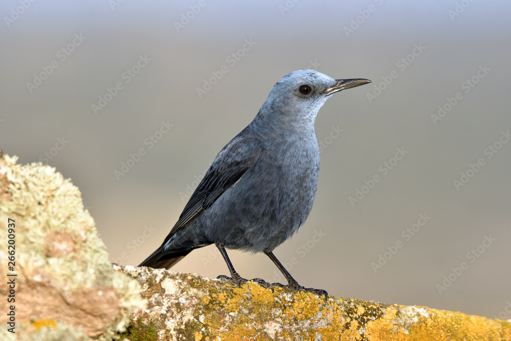 Imagen del roquero solitario en la naturaleza Imagen del roquero solitario en la naturaleza