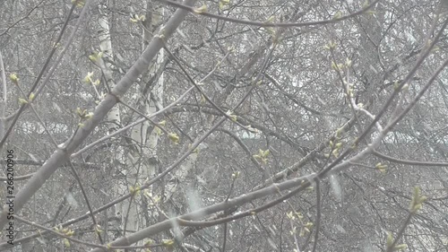 Spring has come, but a cold snap has come, a cold wind is blowing and white snow flakes are falling on the green buds. 
