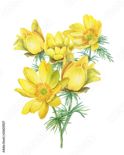 Spring bouquet of wild flower yellow Adonis vernalis  also known as pheasant s eye and false hellebore . Hand drawn watercolor painting illustration isolated on white background.