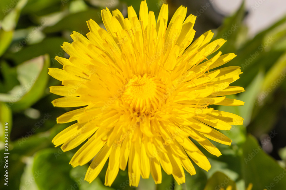 Yellow dandelion closeup on a green background. Macro photo, bright sunlight. Suitable for postcards, posters. Yellow dandelion closeup on a green background. Macro photo, bright sunlight. Suitable for postcards, posters.