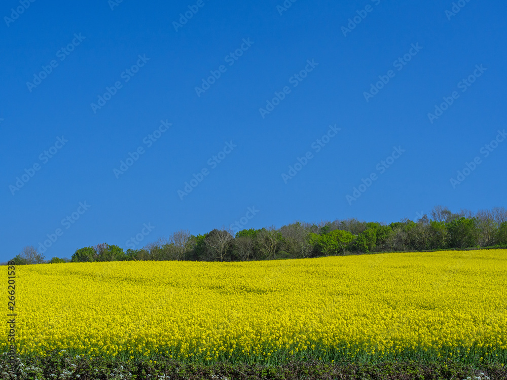 Vibrant yellow rapeseed crops against a blue sky in the Devon countryside