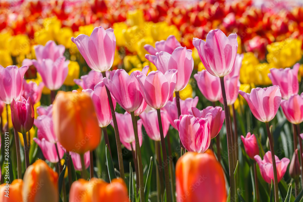 Many Pink Tulip Flowers in a Field of other Tulips