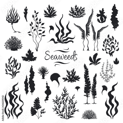 Seaweeds silhouettes. Underwater coral reef, hand drawn sea kelp plant, isolated marine weeds outdoor ocean. Vector set sketch aquarium seaweeds photo