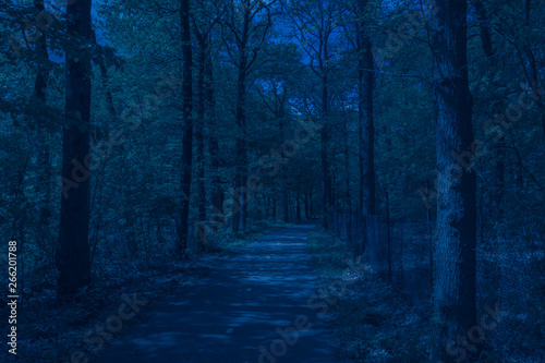 path through dark forest at night