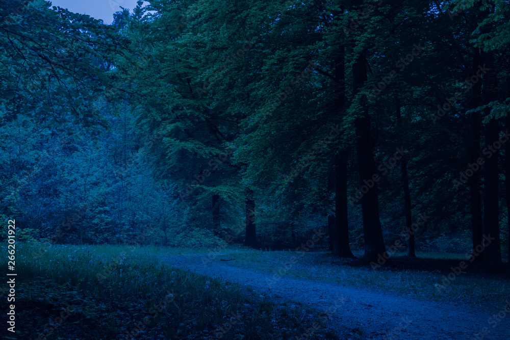 path through dark forest at night path through dark forest at night