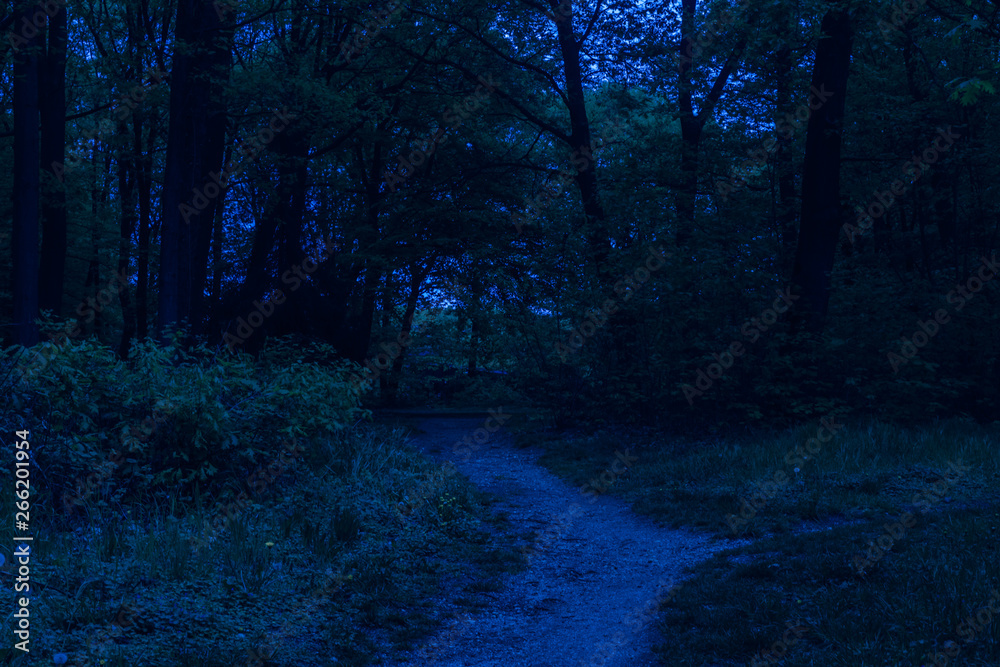 path through dark forest at night