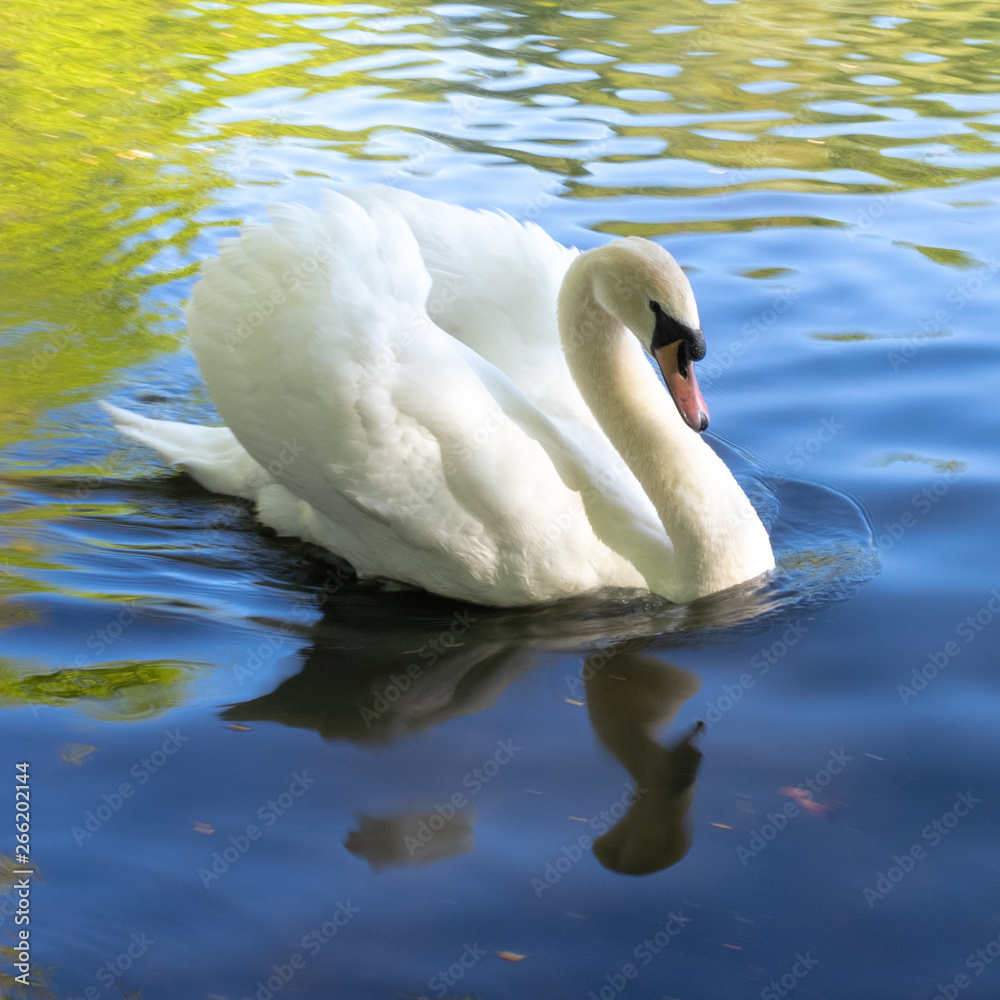 Naklejka premium swan on the lake