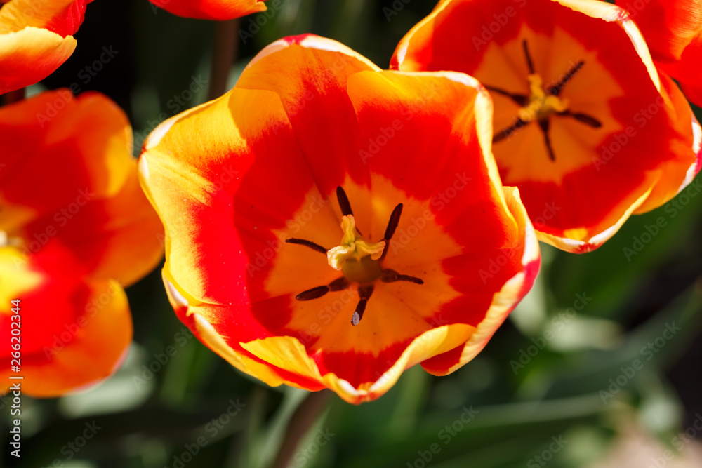 Orange and Red Spring Tulip Flower Close Up Orange and Red Spring Tulip Flower Close Up