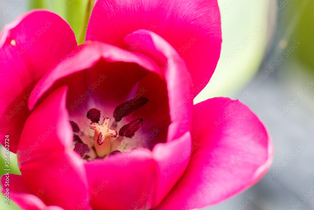 Close up Pink Purple Spring Tulip Flower Inside View