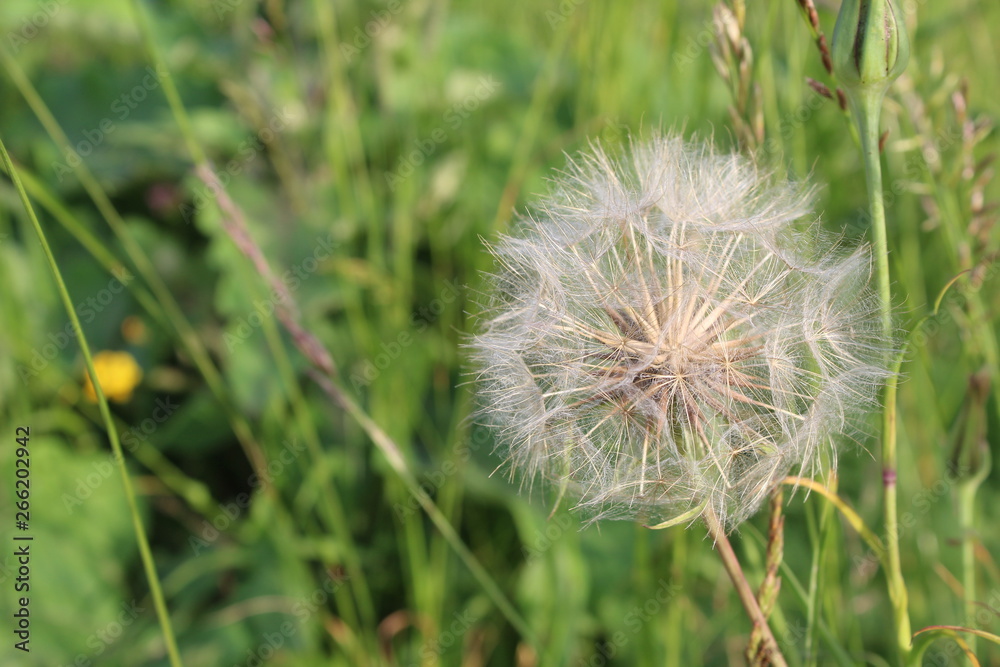 dandelion on background of green grass dandelion on background of green grass